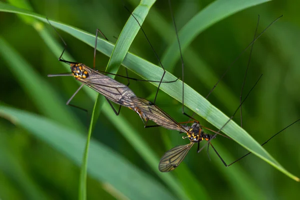 Nefrotoma Mosquito Fêmea Com Pernas Longas Escondeu Sob Uma Folha — Fotografia de Stock