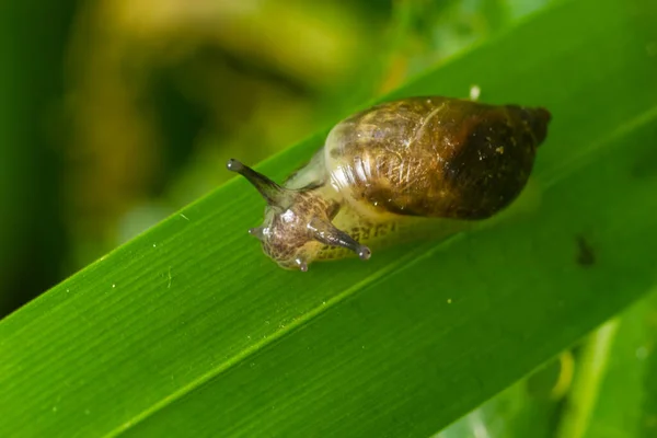 夏の日に葉の上に琥珀色のカタツムリ コシニアのプルト — ストック写真