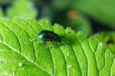 Böcek Chrysolina fastuosa yeşil yaprakların üzerindeki resimleri kapatır..