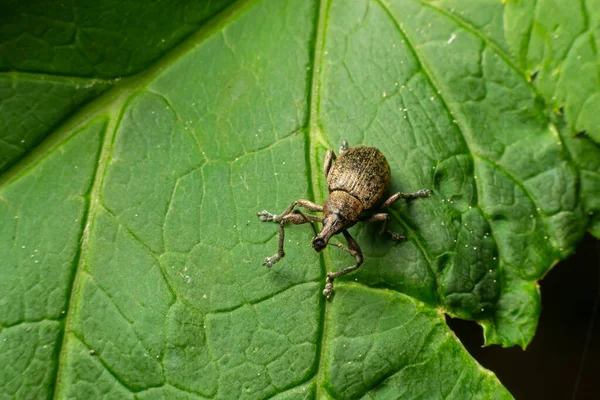 Een Zwarte Wijnstok Otiorhynchus Sulcatus Familie Curculionidae Een Wild Privetblad — Stockfoto