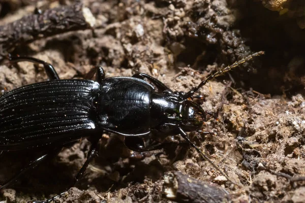 Summertime Macro Photos Europe Black Beetle Crawling Forest Soil — Stock Photo, Image