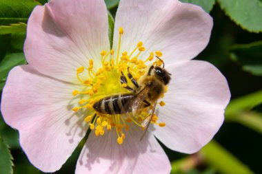 Bal arısı Apis Mellifera çalı köpeğinin beyaz çiçeğinin polenini topluyor. Latin Rosa Canina, Elentine devlet çiçeği veya Iowa ve Kuzey Dakota 'nın devlet sembolü olarak da adlandırılan tatlı bir çatalkuyruğuna benzer..