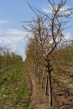 Çiftlikte meyve ağaçları bir sırada dikildi. Erken bahar tarım işleri. Elma bahçesi. İzler yerde. Farklı ekinler için tarlalar. Tarım.