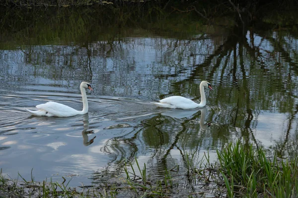 Whooper Swan Suyun Içinde Kuğu Renginde Koyu Bir Arka Plan — Stok fotoğraf