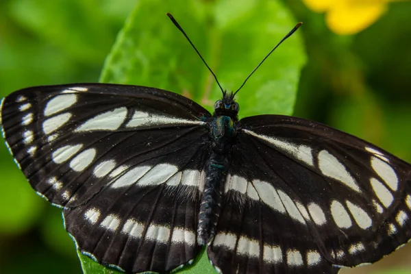 Neptis Sappho Een Dagvlinder Uit Familie Nymphalidae Nymphalidae Vlinder Zeer — Stockfoto