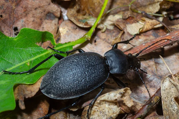 Carabus Coriaceus 유럽에 분포하는 딱정벌레의 일종으로 낙엽수 숲에서 — 스톡 사진