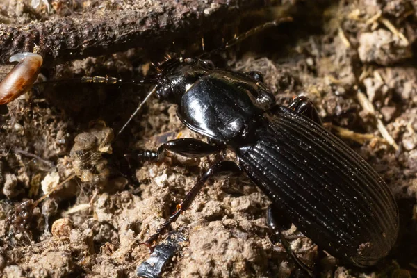 Summertime Macro Photos Europe Black Beetle Crawling Forest Soil — Stock Photo, Image