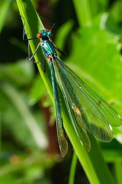 Varón Banda Demoiselle Damisela Calopteryx Splendens Impresionante Retrato Insecto Británico — Foto de Stock