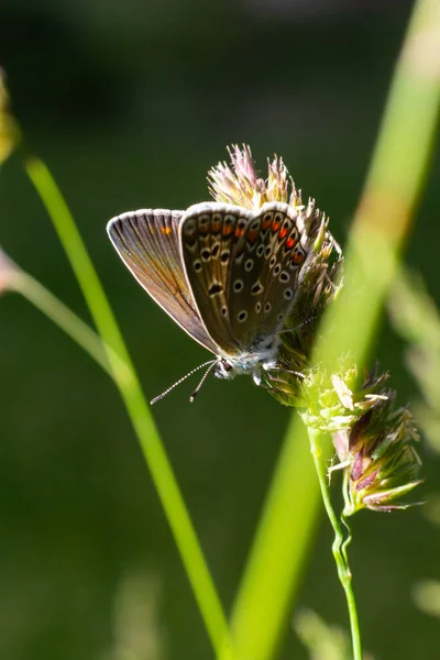 Close Foto Borboleta Polyommatus Icarus Que Fica Uma Grama Seca — Fotografia de Stock