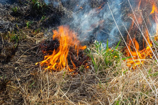 Bruciando Vecchia Erba Secca Giardino Erba Secca Fiammeggiante Campo Incendio — Foto Stock