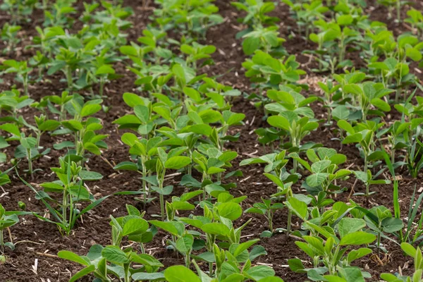 Plantação Soja Agrícola Dia Ensolarado Planta Soja Verde Crescimento Contra — Fotografia de Stock