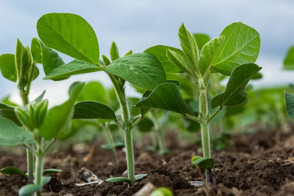 Folha Soja Planta Close Campo Plantas Jovens Culturas Jovens Culturas — Fotografia de Stock