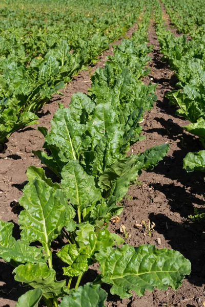 Agricultural scenery of of sweet sugar beet field. Sugar beets are young. Sugar beet field.