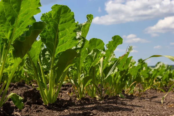 Agricultural scenery of of sweet sugar beet field. Sugar beets are young. Sugar beet field.