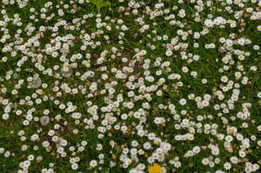 Parlak güneşin altında çiçeklenmiş papatya dolu bir tarla. Beyaz ve sarı çiçek açan Papatya ya da Bellis Perennis 'in doğal yaşam alanlarına detaylı bir bakış açısı. Bahçe Papatyaları veya İngilizce Daises tam çerçeve arkaplan.