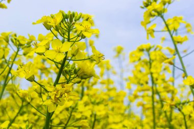 Kolza tohumu tarlası Ukrayna 'da mavi gökyüzünde parlak sarı çiçeklerle çiçek açar. Yakın çekim..