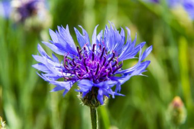 Cornflower, Centaurea siyanus, Asteraceae. Çiçek bitkisi ya da bahçede bekarlığa veda çiçeği.