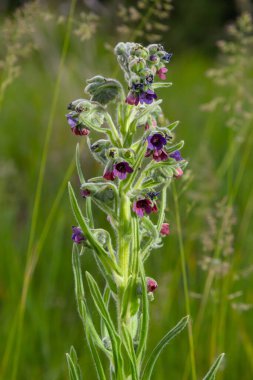 Bulanık Houndstongue ya da köpek dili, Cynoglossum papazı, çayırda çiçek açıyor. Rüzgarda kızılımsı mor kır çiçekleri. Makro. Seçici odak.