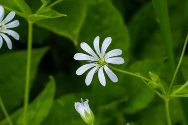 Stellaria Nemorum adında, bulanık bir geçmişi olan, beyaz, narin bir orman çiçeğinin makrosu..