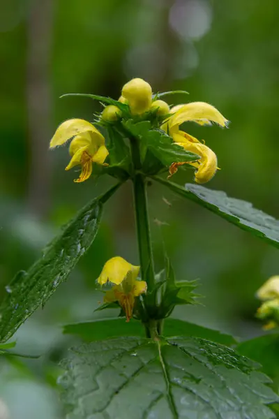 Gul Ärkeängel Galeobdolon Luteum Eller Lamium Galeobdolon Detalj Blomstã Llning — Stockfoto