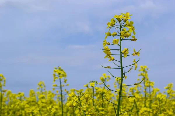 Pole Rzepaku Kwitnie Jasnożółtymi Kwiatami Błękitnym Niebie Ukrainie Zbliżenie — Zdjęcie stockowe