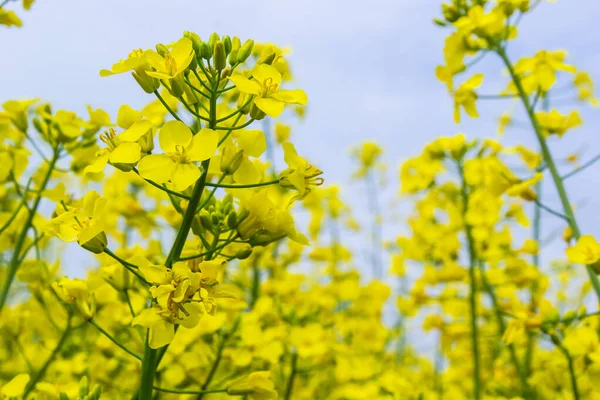 Pole Rzepaku Kwitnie Jasnożółtymi Kwiatami Błękitnym Niebie Ukrainie Zbliżenie — Zdjęcie stockowe