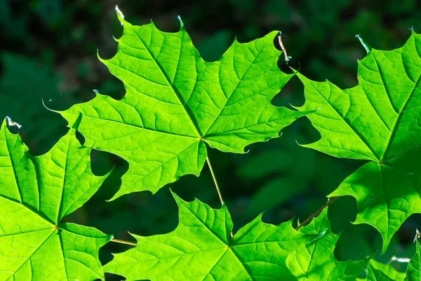 Zbliżenie Acer Platanoides Klon Norweski Nasłonecznionych Nowych Liści Ciemnym Tle — Zdjęcie stockowe