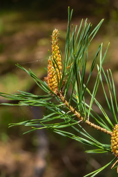 Botões Longos Ramo Pinheiro Buds Aparecem Pinheiro Primavera — Fotografia de Stock