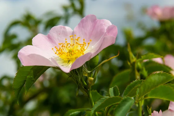 Hond Roos Rosa Canina Licht Roze Bloemen Bloei Takken Mooie — Stockfoto