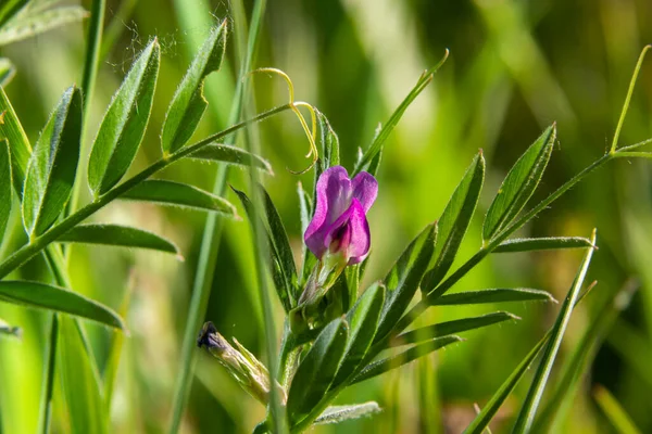 Vicia Lathyroides Γνωστό Vicia Lathyroides Στο Φυσικό Περιβάλλον — Φωτογραφία Αρχείου