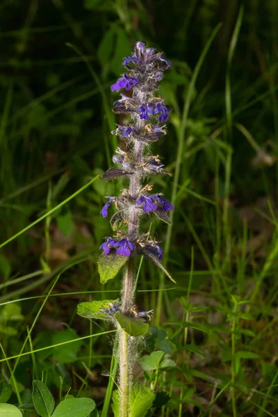 Close Beautiful Blue Flowers Ajuga Reptans Atropurpurea Blurred Background Pond — Stock Photo, Image