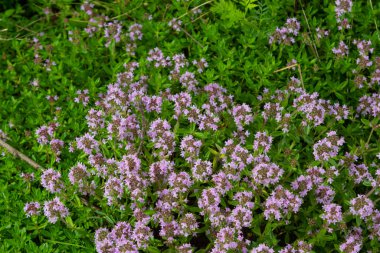 Thymus Serpilllum, Breckland kekiğinin makrofotografı. Çamlık yaban kekiği, sürünen kekik, ya da elf kekikleri. Doğal tıp. Mutfak malzemeleri ve yaşam alanındaki mis kokulu baharat..