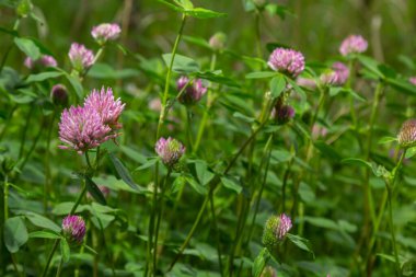Trifolium pratense. Çiçek açan yonca çalıları. Güneşte kırmızı yonca bitkileri. Kırmızı yonca çiçeğindeki bal arısı. Kırmızı yonca ve yeşil çimenli çiçek tarlası.