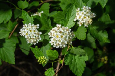 Çiçekli dokuz ağaç kabuğu çalılığı. Phyìpus Capitatus, genellikle Pasifik dokuz havlaması ya da uzun dokuz ağaç kabuğu olarak bilinir..