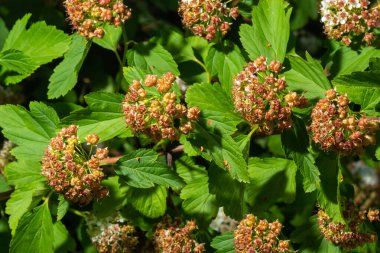 Çiçekli dokuz ağaç kabuğu çalılığı. Phyìpus Capitatus, genellikle Pasifik dokuz havlaması ya da uzun dokuz ağaç kabuğu olarak bilinir..