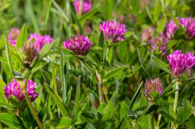 Koyu pembe çiçek. Kırmızı yonca ya da trifolium pratense, yakın çekim. Alternatif yapraklı mor çayır folyo çiçeği, üç broşür. Yabani yonca, fasulye familyasından çiçek açan fabaceae.