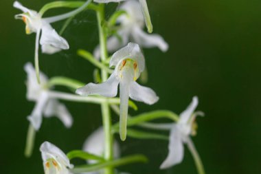 Küçük Kelebek Orkidesi - Platanthera bifolia, Avrupa çayırlarından ve bataklıklarından güzel beyaz çiçekli bitki.