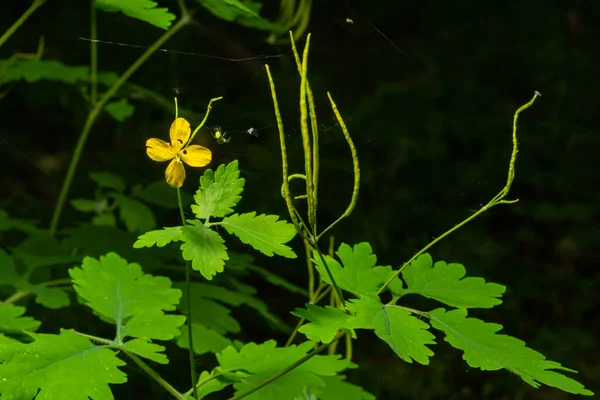 Большая Селандина Жёлтые Дикие Цветы Закрывай Chelidonium Majus Является Ядовитым — стоковое фото