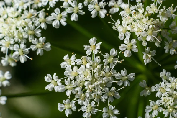 Photo Shows White Flowers Anthriscus Sylvestris Dark Background — Stock Photo, Image