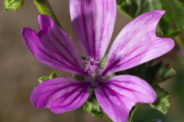 Zbliżenie Purpurowy Kwiat Malva Powszechnie Nazywany Mallow Jest Roślina Zielna — Zdjęcie stockowe