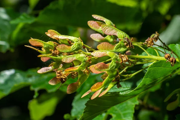 Primo Piano Frutti Maturi Rosa Rossastri Acer Tataricum Subsp Ginnala — Foto Stock