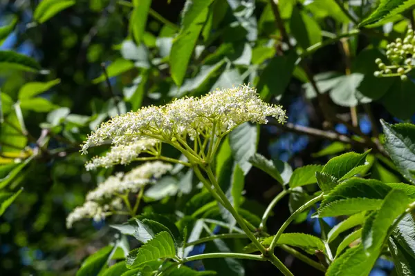 Černý Sambucus Sambucus Nigra Bílé Květy Kvetou Makro Jemných Květin — Stock fotografie