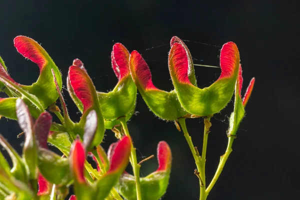 Acer Tataricum 의붉은 분홍색 열매들이 키날라 타타르족의 단풍나무나 타타르족의 단풍나무 — 스톡 사진