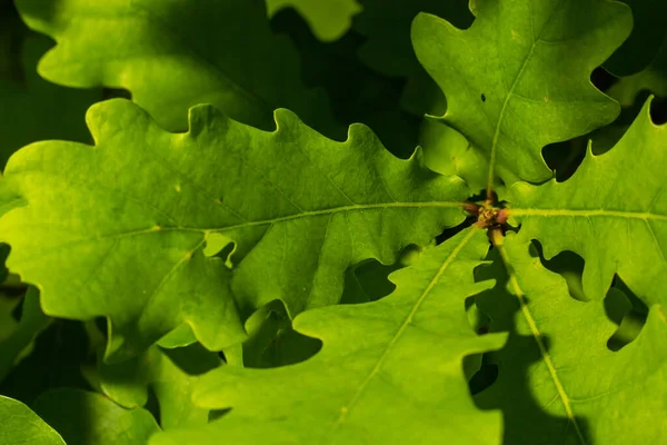 Roble Europeo Quercus Robur Hojas Nuevas Primavera Bajo Luz Del —  Fotos de Stock