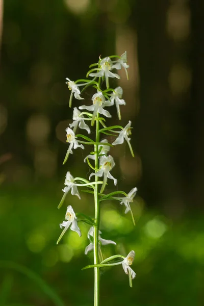 Kleine Vlinderorchidee Platanthera Bifolia Mooie Witte Bloeiende Plant Van Europese — Stockfoto