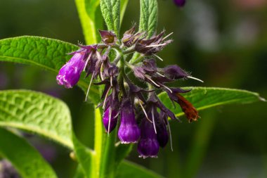 Common Comfrey 'in çiçeği, Symphytum officinale, organik tıpta kullanılır, yeşil arka plana karşı makro çekim..