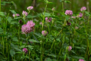 Koyu pembe çiçek. Kırmızı yonca ya da trifolium pratense, yakın çekim. Alternatif yapraklı mor çayır folyo çiçeği, üç broşür. Yabani yonca, fasulye familyasından çiçek açan fabaceae.