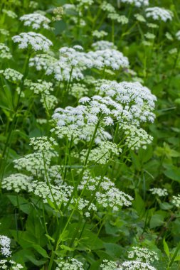 Aegopodium podagraria L. apiales ailesinden bir beyaz çiçekli çayır görünümü, yaygın toprak yaşlı, otlak, piskopos, ot,, gut ve dağlarda kar olarak anılacaktır.