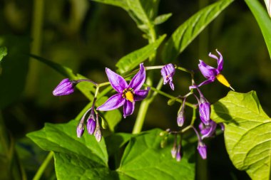 Şeytan üzümlerinin mor ve sarı çiçekleri, Solanum dulcamara.