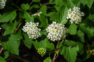 Çiçekli dokuz ağaç kabuğu çalılığı. Phyìpus Capitatus, genellikle Pasifik dokuz havlaması ya da uzun dokuz ağaç kabuğu olarak bilinir..